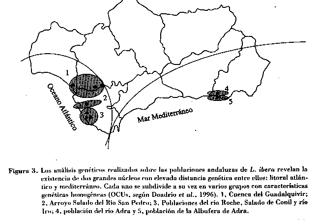 Dos poblaciones, la de la Albufera de Adra (Almera) y la del ro Adra que poseen caractersticas genticas propias a pesar de su proximidad geogrfica (9307 bytes)