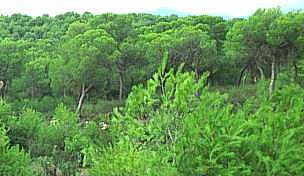Bosque en Coto Catal, en trmino de LLiria (Valencia) donde se est diseando su transformacin en campo de golf. IMAGEN C.A.E.