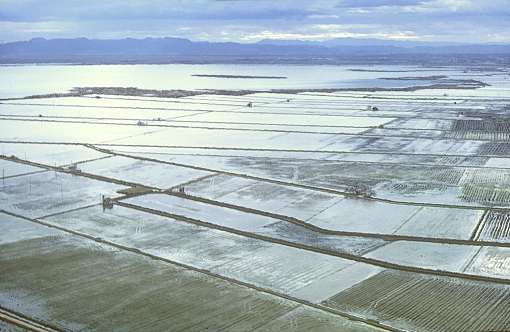 Imagen area de los campos de arroz que circundan el Lago de La Albufera en febrero de 1985