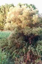 Imagen de la vegetacin de ribera tomada por M.Carmen Solera el 22 de julio de 1999  (8767 bytes)
