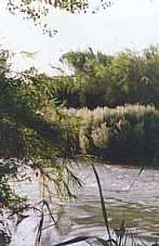 Imagen de la vegetacin de ribera tomada por M.Carmen Solera el 22 de julio de 1999  (7671 bytes)