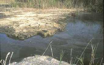 Aspecto desolado y aguas putrefactas que denotan la ausencia de fauna ictica, es la nota predominante en la denominada "Reserva del samaruc en  Xeresa". Imagen realizada el 23 de septiembre de 1999 (12694 bytes)